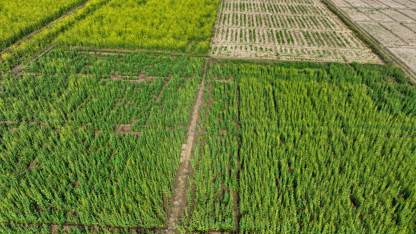 Entenda, com João Eustáquio De Almeida Junior, quais práticas de gestão de resíduos tornam a agricultura mais sustentável e produtiva.