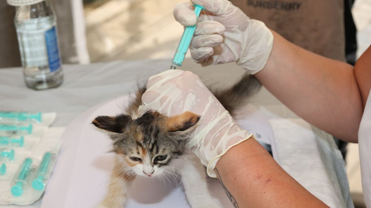 Veterinário aplica uma vacina em um filhote de gato ao ar livre, durante atendimento de cuidado animal.
