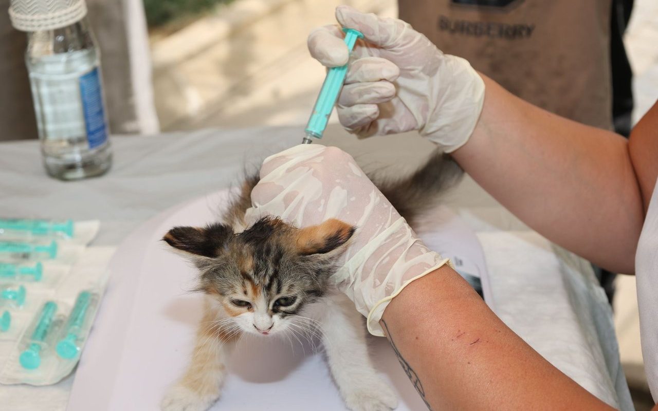 Veterinário aplica uma vacina em um filhote de gato ao ar livre, durante atendimento de cuidado animal.