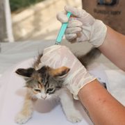Veterinário aplica uma vacina em um filhote de gato ao ar livre, durante atendimento de cuidado animal.