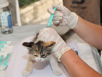 Veterinário aplica uma vacina em um filhote de gato ao ar livre, durante atendimento de cuidado animal.