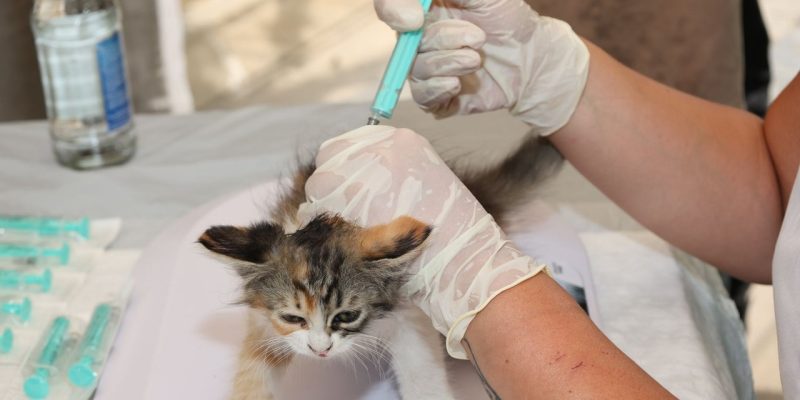 Veterinário aplica uma vacina em um filhote de gato ao ar livre, durante atendimento de cuidado animal.