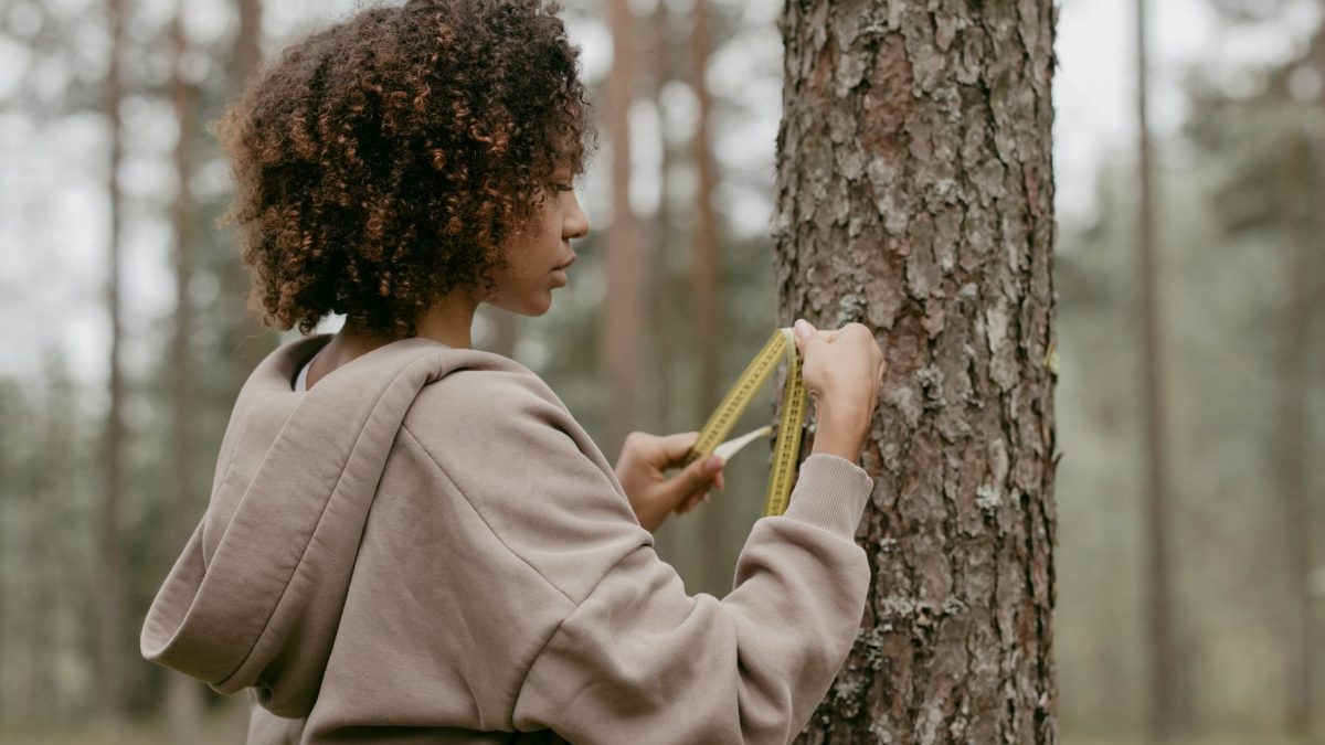 Pessoa mede o tronco de uma árvore com uma fita métrica em uma área de floresta.